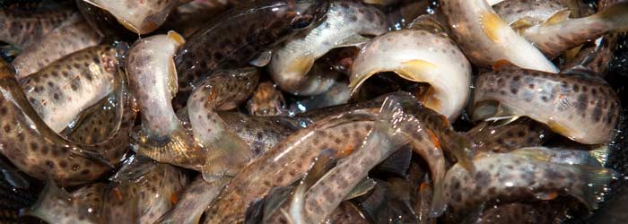 Ørreder klar til udsætning - opdrættet ½-års ørred