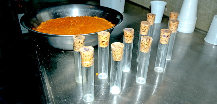 Opdræt af vildfisk - fiskeæg i fad og fiskesæd i glas