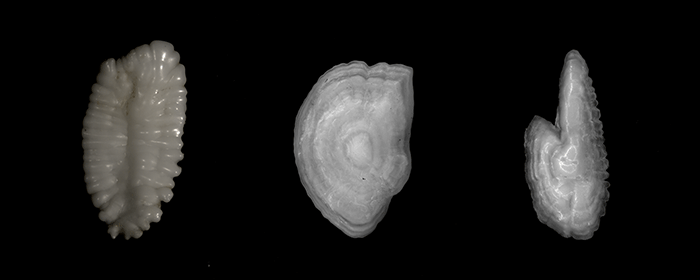 Øresten fra torsk, rødspætte og sild. Størrelsesforhold er ikke korrekte. Fotos: Karin Hüssy