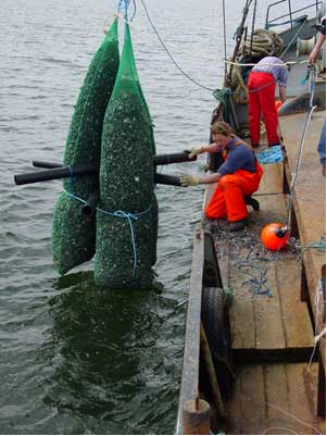 Netposer med muslingeskaller nedsaenkes i Vejle Fjord. Foto: Josianne Støttrup