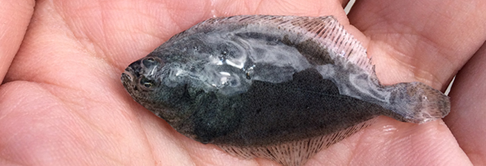 Skrubbe klar til udsætning. Foto: Mads Christoffersen.