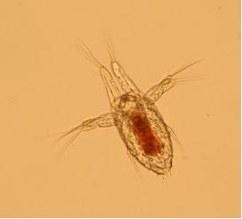 Nauplius af en vandloppe og voksen vandloppe - begge Acartia tonsa