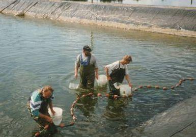 Opdrættede skrubber indsamles fra udendørs jorddam på Venø Fish Farm