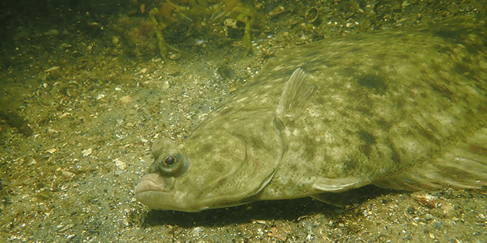Skrubbe. Foto: Claus Hellerøe