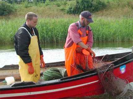 Lokale fiskere deltager i indsamlingen af gedder. Foto: Lene Jacobsen