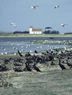 Skarvkoloni i Ringkøbing Fjord.