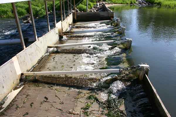 Fiskefælde hvor vandet falder gennem ristene, og fiskene bliver tilbageholdt af ristene og samles.