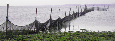 Pæleruse til fiskeri efter ål
