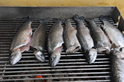 Nygrillet_oerred