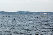 Muslingeliner_i_Noerrefjord