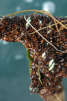 Smaa_muslinger_inden_udlaegning_paa_fjordbunden