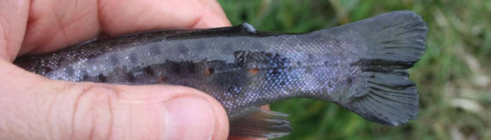 Ørredsmolt uden fedtfinne
