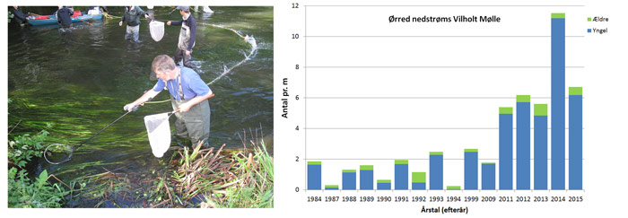 Søørredbestandens udvikling ved Vilholt Mølle i Gudenåen