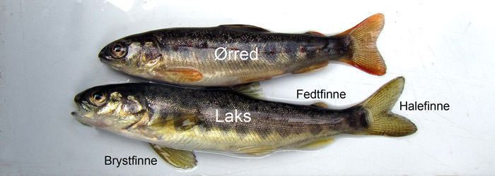Ørred og laks fra Kongeå