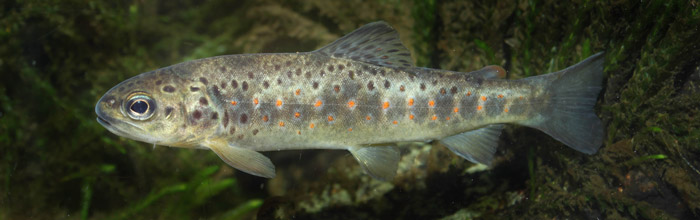 Salmo trutta shows considerable downstream migration 