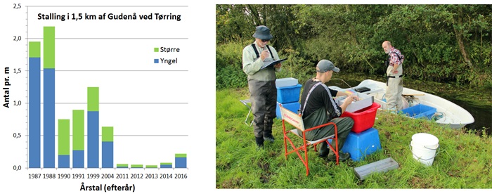 Figuren viser stallingbestandens udvikling i Gudenå ved Tørring siden 1987. Fotoet er fra DTU Aquas fiskeundersøgelse i september 2016.