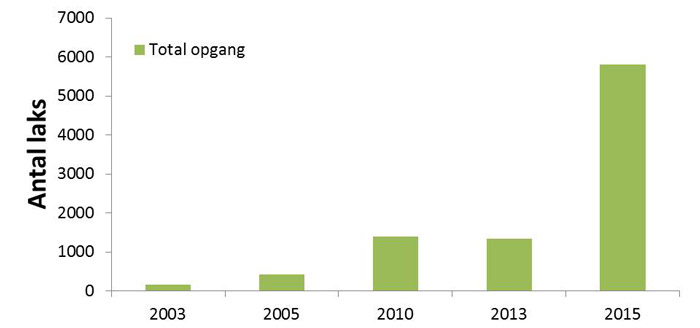Storå - opgang af laks i perioden 2003-2015