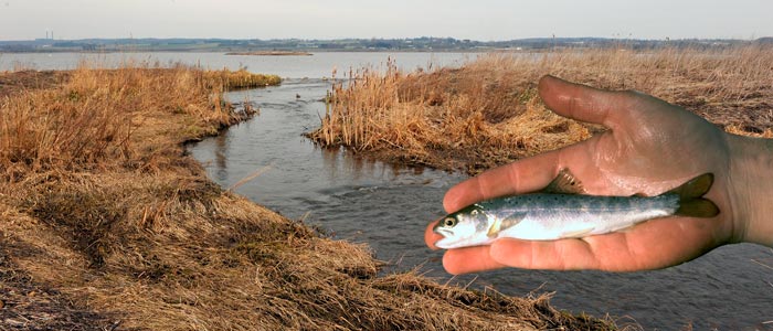 Mange smolt forsvinder i Egå Engsø på vandringen mod havet. Billedet viser Egå ved afløbet fra søen