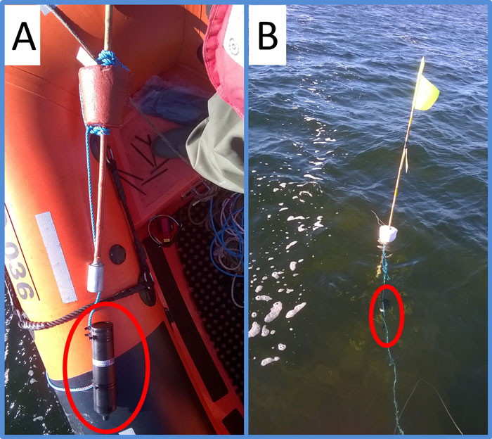 inerti skære Lagring Møde om pighvarrer i Roskilde Fjord 15. februar 2017 - Fiskepleje.dk