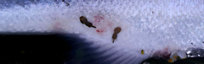 Lakselus på opgangslaks