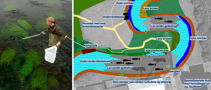 Vejle Kommune har genslynget Vejle Å ved Vingsted og lavet årlige bestandsanalyser af ørredbestanden siden 2013.