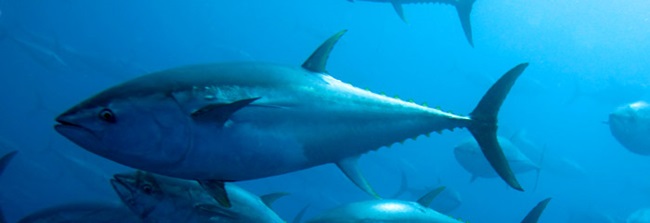 Blue fina tuna