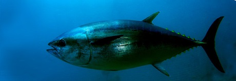 Blåfinnet tun Blåfinnet tun