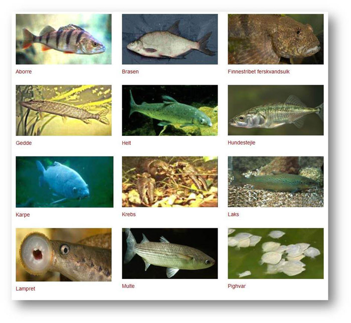 Fiskebiologi - klik 