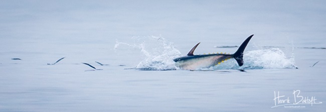 Blåfinnet tun jager fisk i farvandet udenfor Skagen Havn