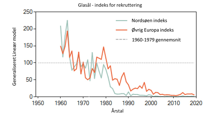 Glasål - udviklingen i mængden af åleyngel 