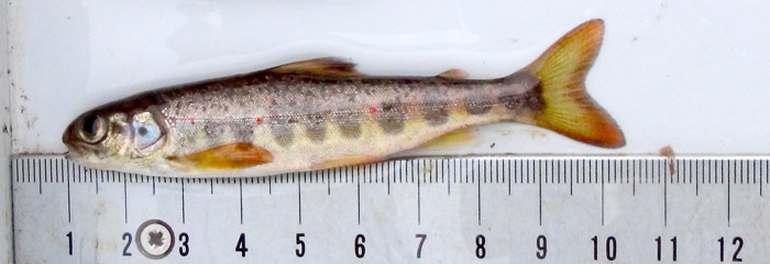 Laksen er tilbage i Nørreå - Fiskepleje.dk
