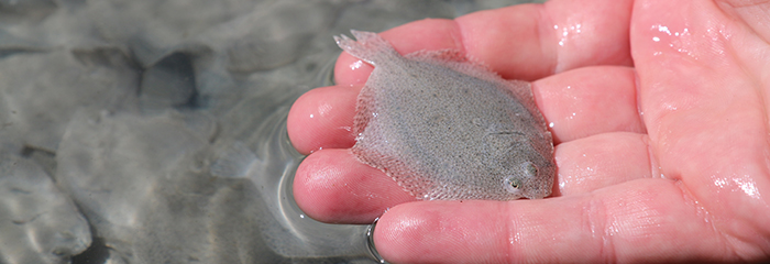 Get Kystnaere billeder For iPhone Free