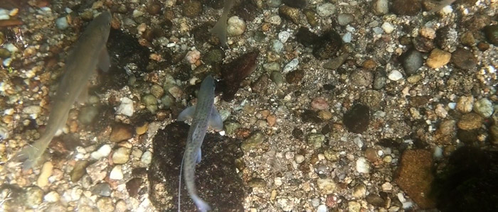 A tagged Atlantic salmon smolt (right) found swimming together with an Iberian nase (left; an endemic freshwater resident)