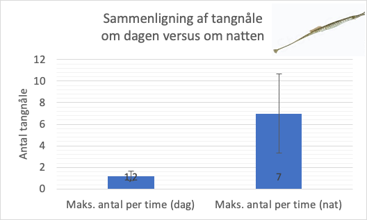 Observationer af forekomsten af tangnåle i ålegræsområder i Roskilde Fjord om dagen og natten.