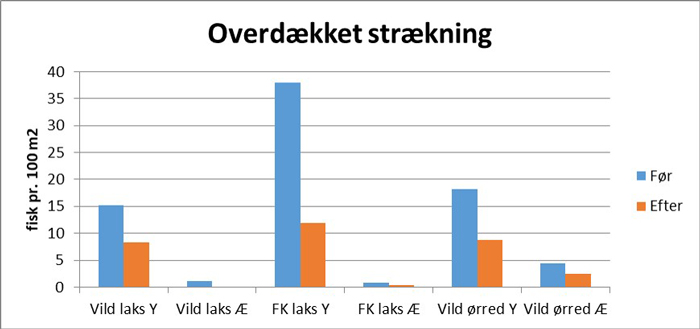 Tætheden af laksefisk i Von Å før og efter vinteren 2017/18. Y= yngel, Æ= ældre, FK = finneklippet/opdrættet på overdækket strækning
