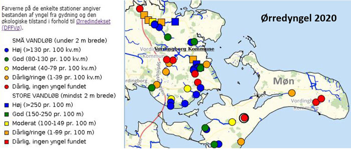Ørredyngel på Møn - her er vist tætheden af ørredyngel i de undersøgte vandløb