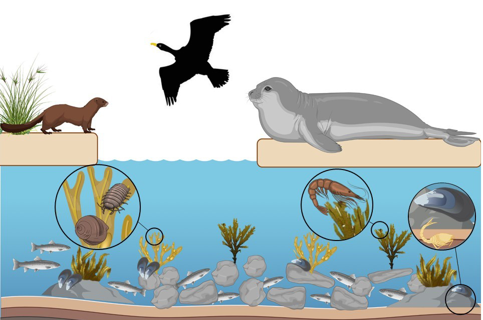 Illustration af, at tang og muslinger hæfter til sten og andre hårde overflader