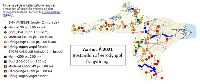 Bestanden af ørredyngel i Aarhus Å i 2021