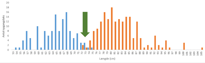 Laks - længdegrænse på 73 cm adskiller grilse og storlaks