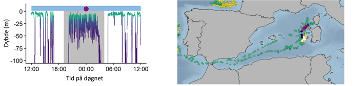 Section of detailed depth and temperature data and migration track from Atlantic bluefin tuna showing spawning behaviour in the Mediterranean