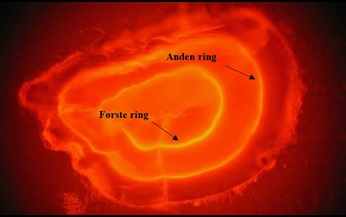 Øresten (fra laks) med to flourscerende ringe pga. alizarinmærkning. Foto: SCIMABIO