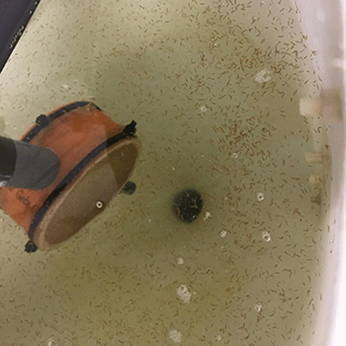 Nyudklækkede pighvarlarver i klækkekegle, Foto: Søren Stylsvig Præst, Fishlab.