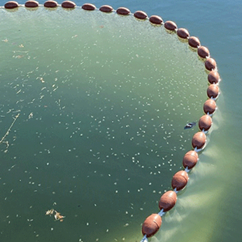 Pighvarreyngel opfiskes fra udendørs opdrætsbassiner. Foto: Søren Stylsvig Præst, Fishlab.
