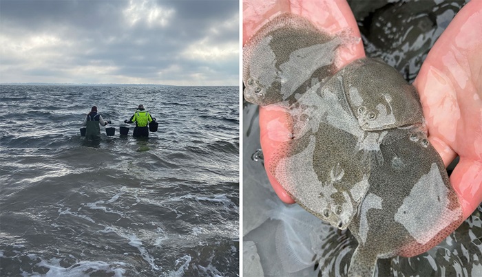 Pighvarreudsætning ved Horne Sommerland (foto: Fjord&Bælt) og ved Gershøj (foto: Fishlab). 