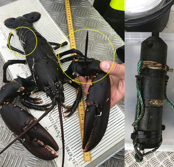 En voksen hanhummer med akustisk mærke og t-bar-mærke samt en hydrofon (lyttepost) . Foto: Mette K. Schiønning.