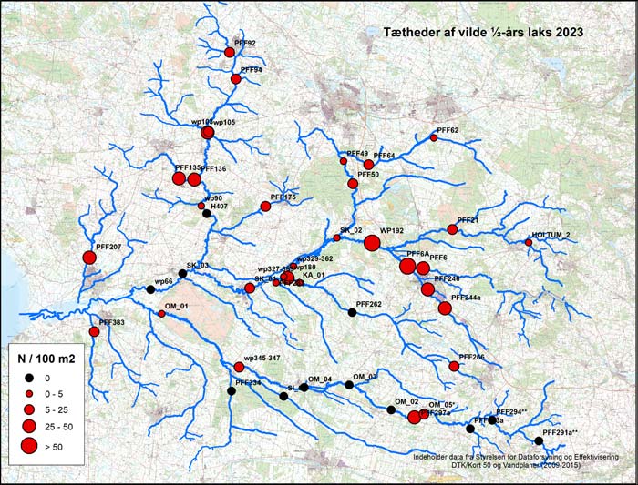 Forekomst og tætheder af vilde ½-års laks i Skjern Å, efteråret 2023.