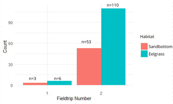 Søjlediagram viser antal fangede torsk på sandbund og i ålegræsbed over to ugers feltarbejde