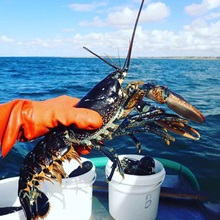 Stort Hummer (Homarus gammarus)