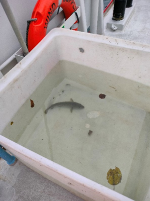 Fisk opbevares i kar inden mærkning med en transmitter. Hvorefter genudsættes fisken i vindmølleparken.