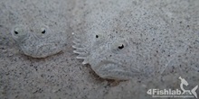 Pighvarreyngel